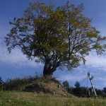 Drienica 2007